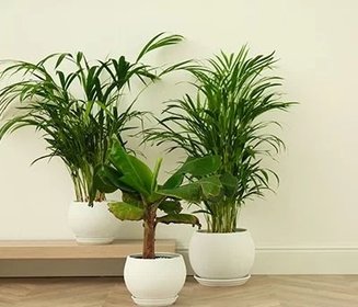 três vasos brancos no chão com plantas