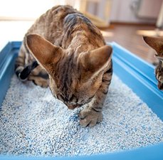 Higiene sanitária pra gato
