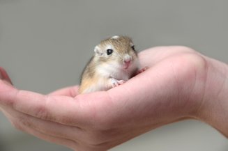 Gerbil