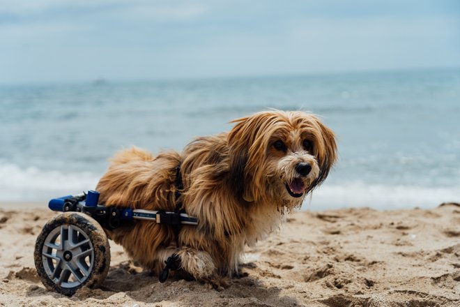 cachorro de pequeno porte peludo usando cadeira de rodas na areia da praia