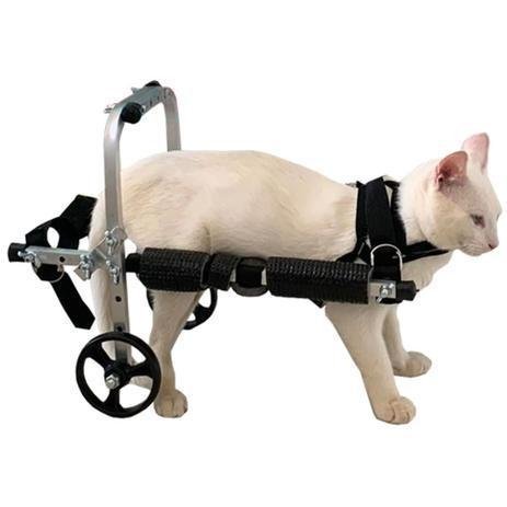 gato usando cadeira de rodas com duas rodas