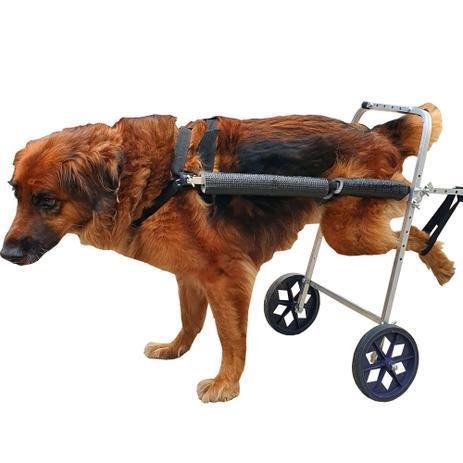 cachorro usando cadeira de rodas com duas rodas