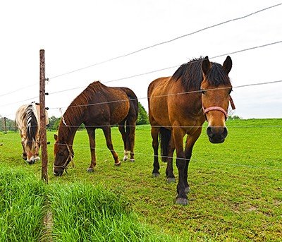 Eletrificador de cerca elétrica