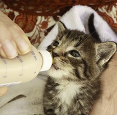 Conheça a Mamadeira pra Pets