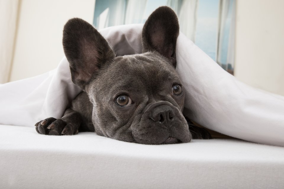 cachorro em uma cama com uma coberta