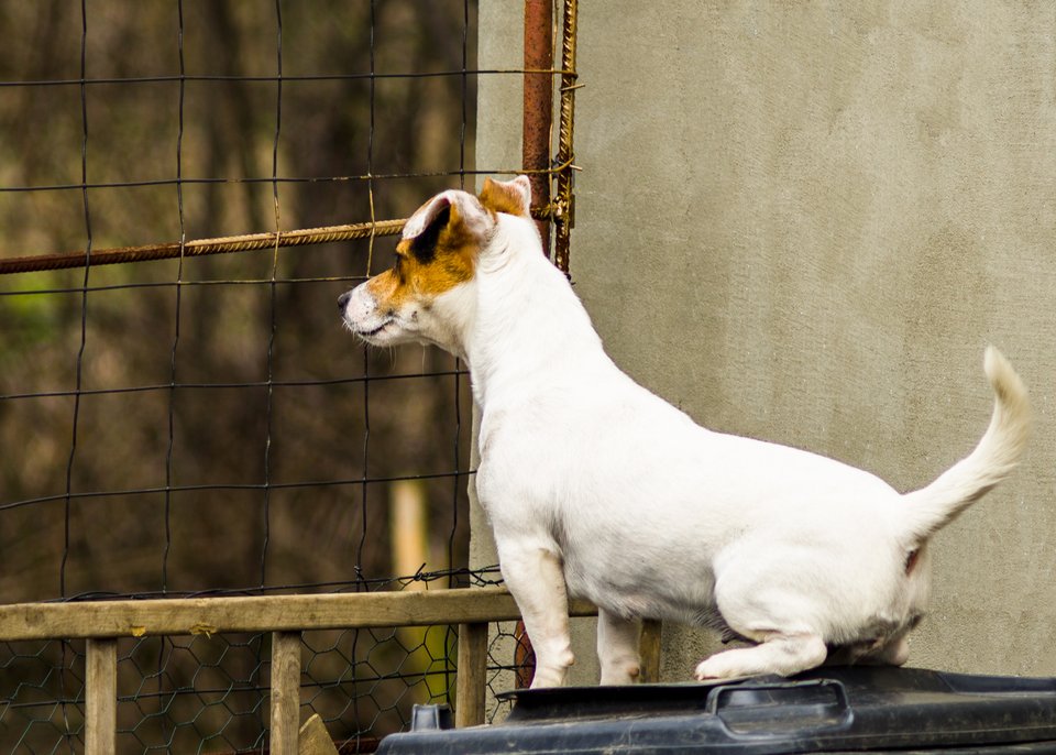 cachorro olhando por uma grade