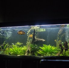 Deixe seu aquário mais bonito!
