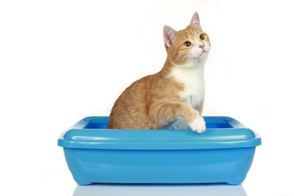Caixa de Areia Para Gatos com Peneira Facilita Limpeza 3 Peças - Furacão  Pet - Caixa de Areia - Magazine Luiza