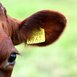 Caneta pra marcar bovinos: conheça