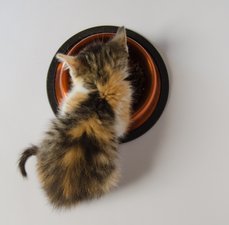 Comedouro e bebedouro pra gato