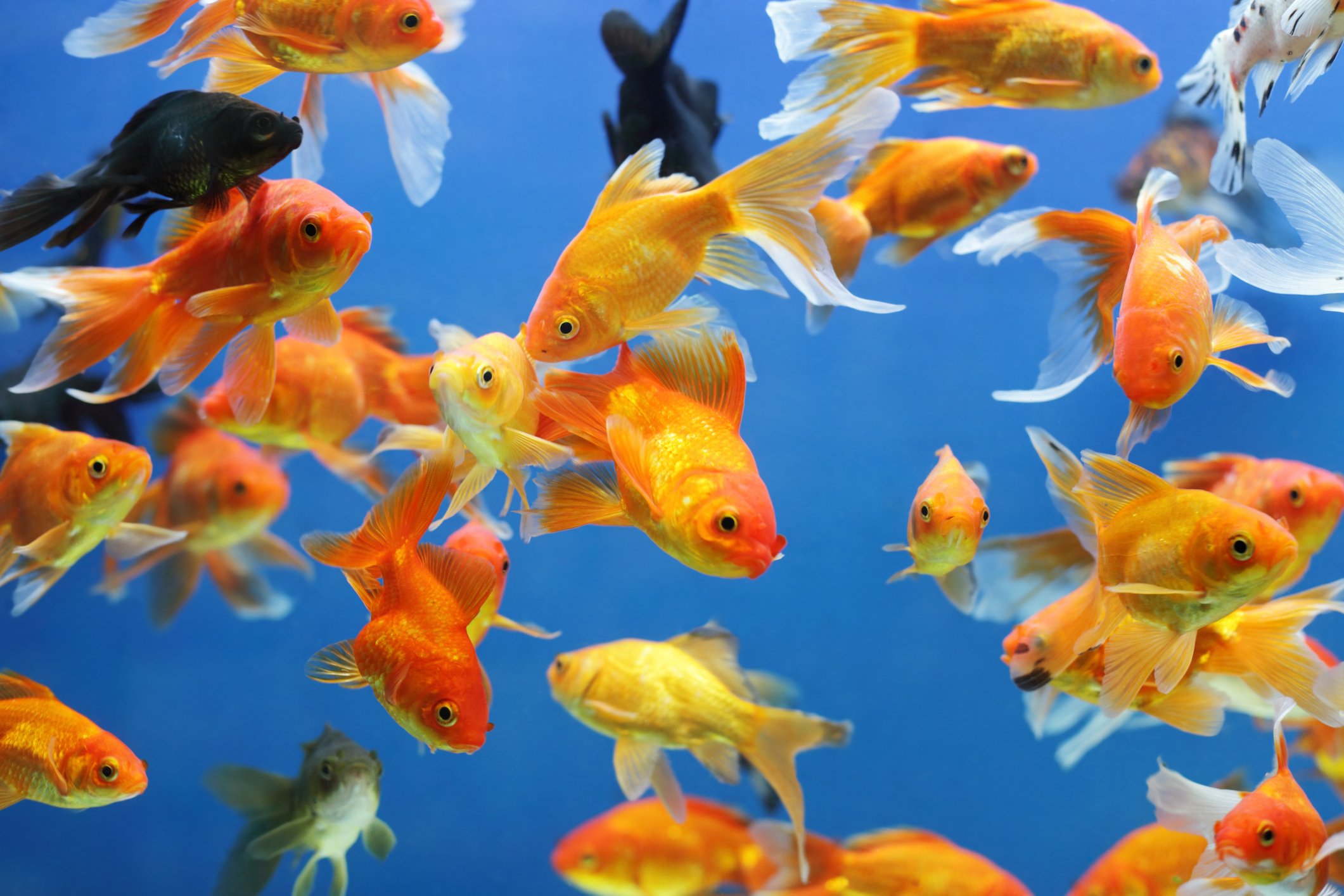 Peixe no fundo do aquário: 6 razões por que isso acontece - Agrosete