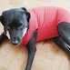 Roupa e colar pós-cirúrgico pra pets