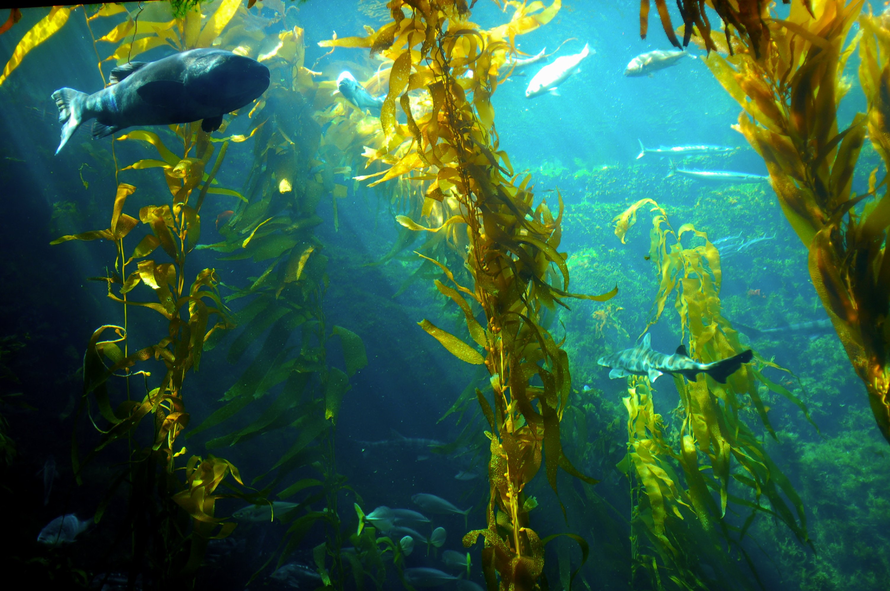 Conheça os benefícios das algas marinhas