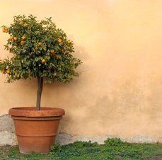 Árvores em vaso: como cuidar