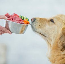 Os 10 alimentos que você nunca deve dar ao seu cachorro