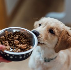 Como alimentar seu pet corretamente