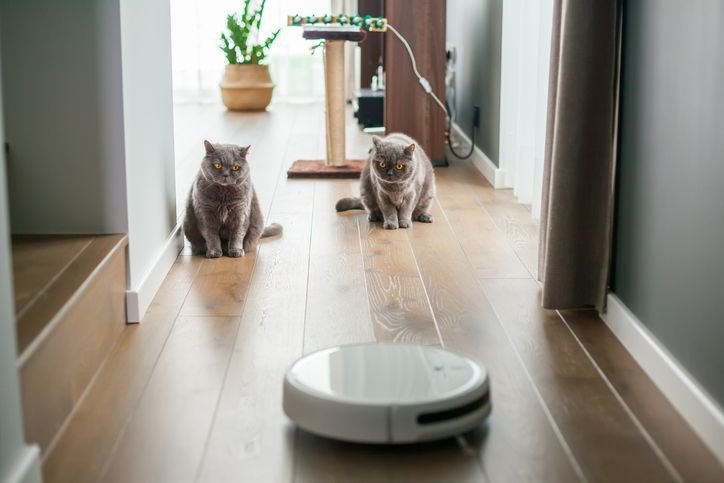 Dois gatos cinzas observando um aspirador de p&oacute; rob&ocirc; inteligente dentro de uma casa moderna, com piso de madeira e detalhes em um corredor.