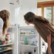 O que são as geladeiras frost free, como funcionam e benefícios